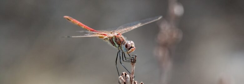 Your Way Fumigation Inc Near Anaheim, California 92807