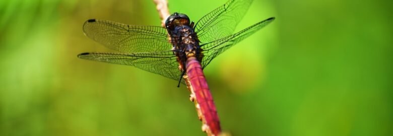 Wildlife Removal Seattle Near Seattle, Washington