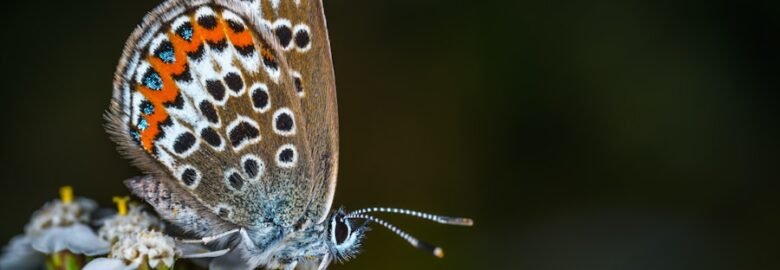 Wildlife Removal Salinas Near Salinas, California 93905